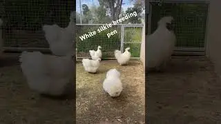 White Silkie Breeding Pen #chicken #hen #rooster #animal #farmlife #silkie