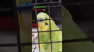 Budgie Happy Sound , wild Budgie Singing, #shorts #vnatureclick_ #budgie #budgiesounds