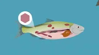 MINI PROJECT FUNCTION AND BENEFITS OF THE RECIRCULATING AQUACULTURE SYSTEM (RAS)(FFT10302)