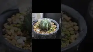 yasaogurashi life #botanical #plants #cactus #shorts