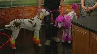 The Polka Dot Poodle