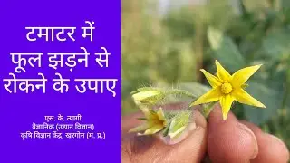 टमाटर में फूल झड़ने से रोकने के उपाए | tamatar me phool jhadne se rokne ke upaye | Dr. S. K. Tyagi
