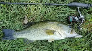 Nebraska Bass Fishing Whopper Plopper