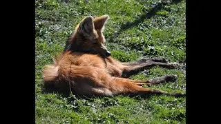 Wildlife Safari Winston Oregon Maned Wolves and Red Wolves
