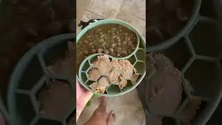 Open Farm dog food is a fantastic option to feed your dog. Coupon in our profile! #dogfood #openfarm