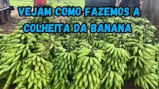 colheita de banana PACOVAN