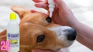 OLHO SECO C&Atilde;O CEGO COMO CUIDAR DO SEU CACHORRO QUANDO E PORQUE ESTA DOEN&Ccedil;A ACONTECE