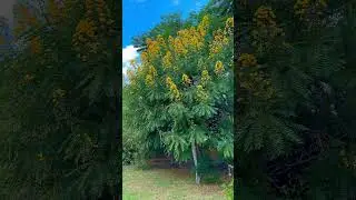 Represa 1 - Vinhedo- SP