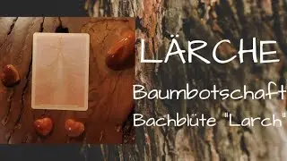 L&auml;rche 💚 Baumbotschaft ❤️ Bachbl&uuml;te 