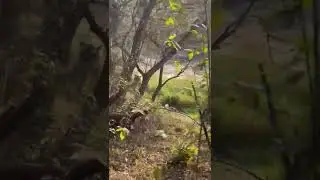 Close Encounter with Tiger in Zone 2 #shorts #youtubeshorts