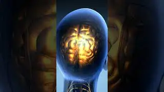 Amazing Power Of Human Brain #facts #shorts #shortsvideo