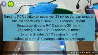 Metode Polymerase Chain Reaction atau PCR pada bakteri E. coli