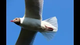 Tiere beobachten am Schwabelsberger Weiher in Kempten/Allg&auml;u