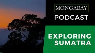 Podcast: Mongabay Explores Sumatra, Episode 1: A landscape like no other