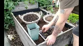 My Permanent Spring Bulb Bed Adding Snow Drops & Bird Damage Protection 