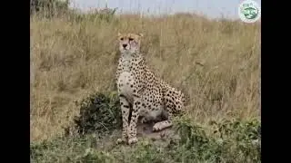 Face to Face with Speed: Kenya&rsquo;s Cheetah Experience
