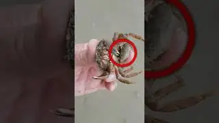 Никогда не ешьте эту часть краба