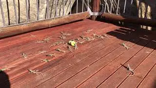 Augrabies Flat Lizards (Platysaurus broadleyi) feeding
