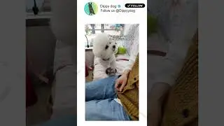 Hungry Pup Demands Attention!