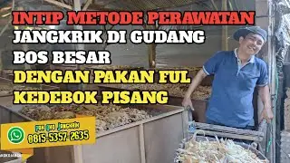 INTIP🟠GUDANG JANGKRIK BOS BESAR DENGAN PAKAN FULL KEDEBOK PISANG👍👍
