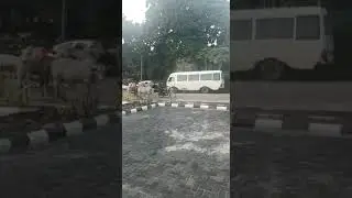 Outrage as cows roam freely on Apapa port access road