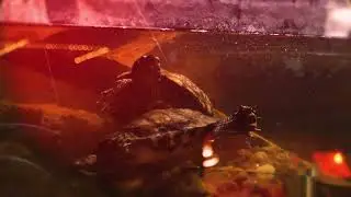 Ecomuseum Ruse - Aquarium and terrarium