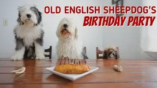 Happy Birthday Wallace | 9 year old Old English Sheepdog | Dog Friendly Birthday Cake