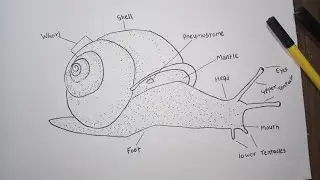 Snail Anatomy | Label Diagram Of Snail | Science Drawing Snail