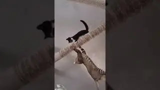 #cute #duck #cart pulling cat #shorts 🦆🦆🦆🦆🦆🐈🐈🐈🐾🐾🐾🐾🖤🤍💜❤️💖❣️🌹🌼🌼🌼🎶🎶