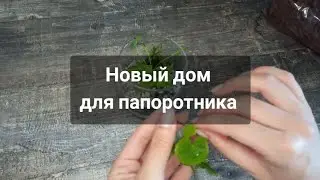 Мини флорариум для аквариумного папоротника крыловидного Ceratopteris pteridoides.