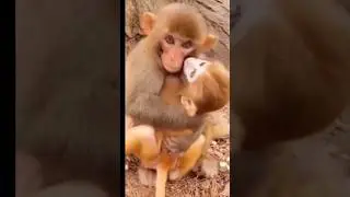 Monkey funny videos #funny#comedy#shorts#bander#monkey videos#rushda hayat