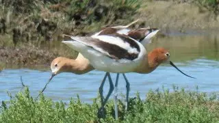 American avocets build a nest and start a family