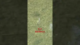 Suckers Feeding #fishing #riverfishing #sucker