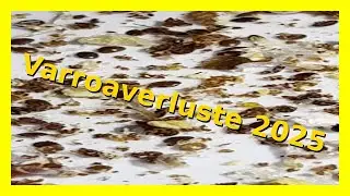 Varroaverluste 2025, Behandlung der Bienenvölker
