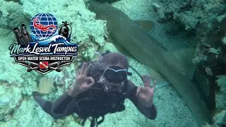 Fun Dives in Abu Dhabi | Bamboo Shark & Turtle Encounters 🐢🦈