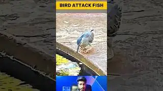 Bird&rsquo;s Long Battle Ends with a Successful Catch