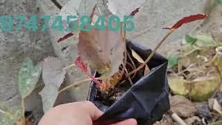 #sell #video #funny 🌿🪴