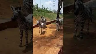 Happy Bhogi To All | Old Is Gold Memory Videos | #trending | #travel | #viral | #video | #shorts |