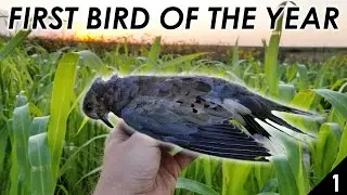 Humbled By Doves | Public Land Dove Hunting 2019