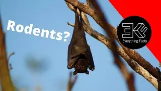 Are Bats Rodents?