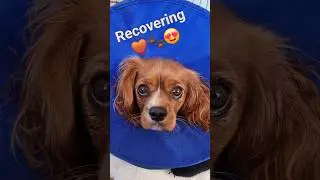 Holly recovering from surgery #campervanningwithcavaliers #doglife #poorlypuppy #cute #itsadogslife