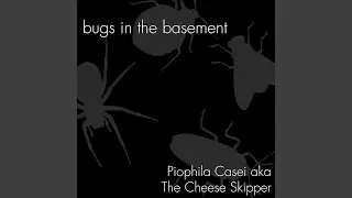 Piophila Casei aka The Cheese Skipper
