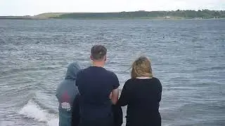 Bottlenose dolphins off Chanonry Point, Black Isle, Scotland