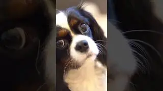 The Empathetic MBTI Types as Dog Breeds