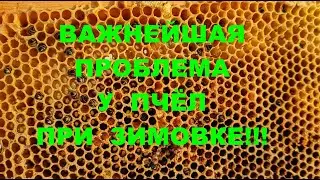 ПРОБЛЕМЫ ПРИ ЗИМОВКЕ ПЧЁЛ НА ЧИСТО ПОЛНОМЁДНЫХ РАМКАХ !!!