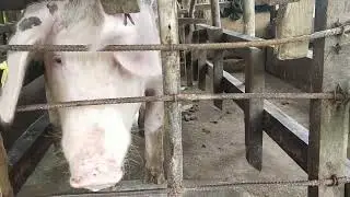 simpling parowing pen ng aking mga inahing baboy