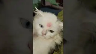 #viral #cat #video #trending #belaa #cute #🧿💖💝