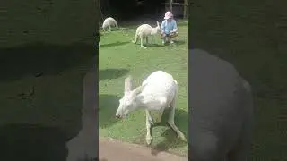 australia#white kangaroo#wildpark