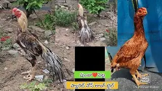 Parrot Beak Long Tail Hens | 7013366536 | Video 2646 | Rythu Market 2