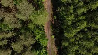 AERIAL: Slow Overhead Top Down Drone Shot of Dirt Path Way in Rich Green Forest in Germany European